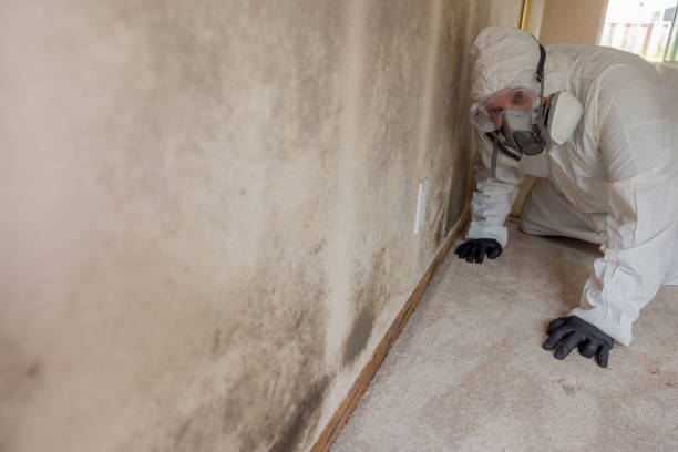 Trusted Newkirk, OK Mold Removal Services Experts